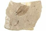 Fossil Leaf (Decodon?) - McAbee Fossil Beds, BC #221191-1